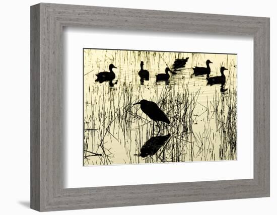 Heron and Ducks, Loxahatchee NWR, Everglades, Florida-Rob Sheppard-Framed Photographic Print