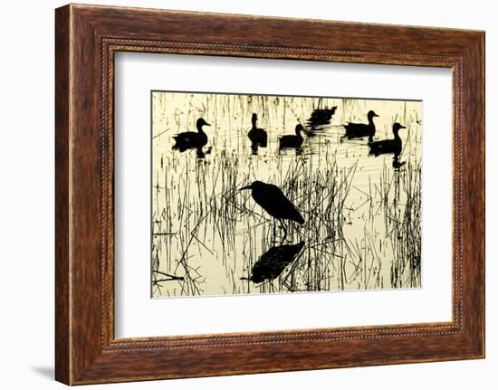 Heron and Ducks, Loxahatchee NWR, Everglades, Florida-Rob Sheppard-Framed Photographic Print