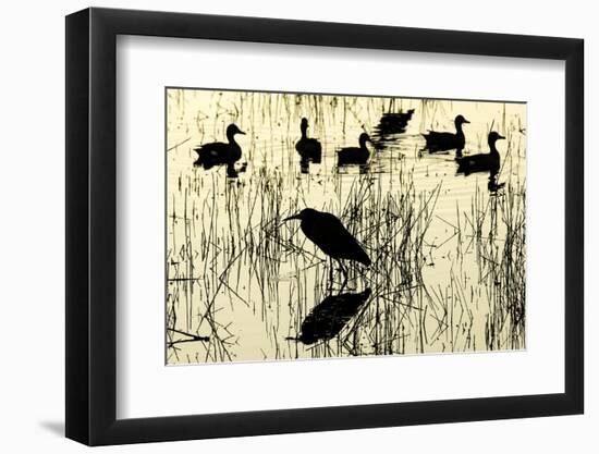 Heron and Ducks, Loxahatchee NWR, Everglades, Florida-Rob Sheppard-Framed Photographic Print