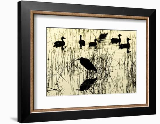 Heron and Ducks, Loxahatchee NWR, Everglades, Florida-Rob Sheppard-Framed Photographic Print