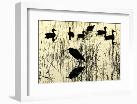 Heron and Ducks, Loxahatchee NWR, Everglades, Florida-Rob Sheppard-Framed Photographic Print