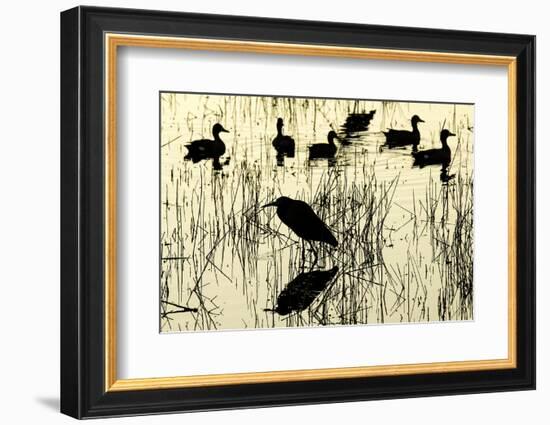 Heron and Ducks, Loxahatchee NWR, Everglades, Florida-Rob Sheppard-Framed Photographic Print