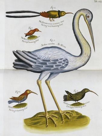 'Heron and Humming Birds, from 'A Voyage to the Islands of Madera ...