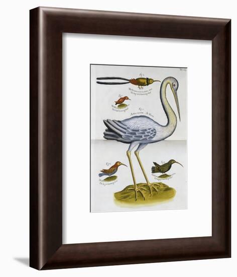 Heron and Humming Birds, from 'A Voyage to the Islands of Madera, Barbados,-Sir Hans Sloane-Framed Giclee Print