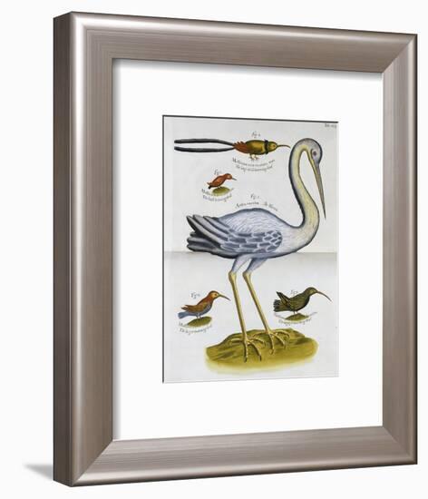 Heron and Humming Birds, from 'A Voyage to the Islands of Madera, Barbados,-Sir Hans Sloane-Framed Giclee Print