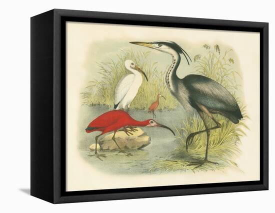 Heron and Ibis-null-Framed Stretched Canvas