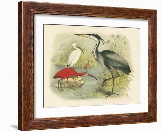 Heron and Ibis-null-Framed Art Print