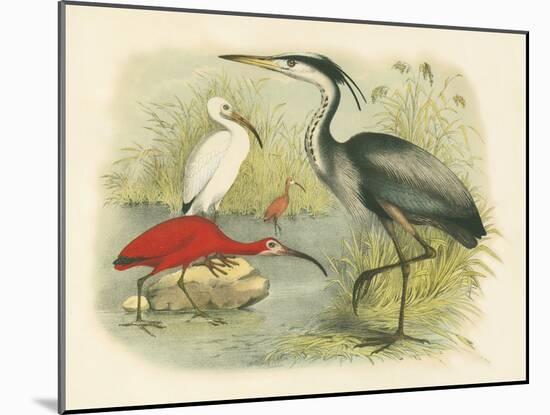 Heron and Ibis-null-Mounted Art Print