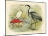 Heron and Ibis-null-Mounted Art Print