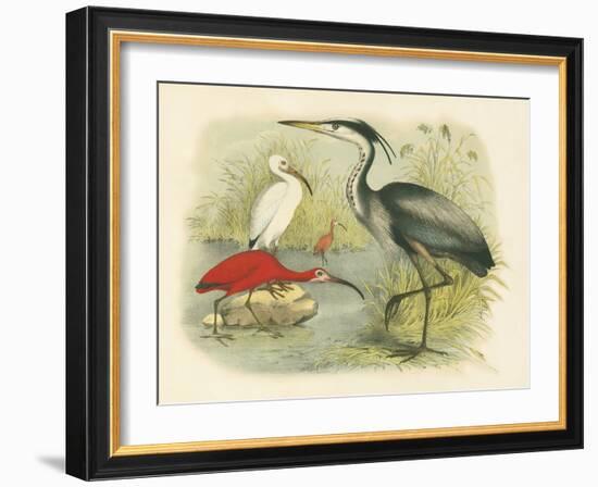 Heron and Ibis-null-Framed Art Print