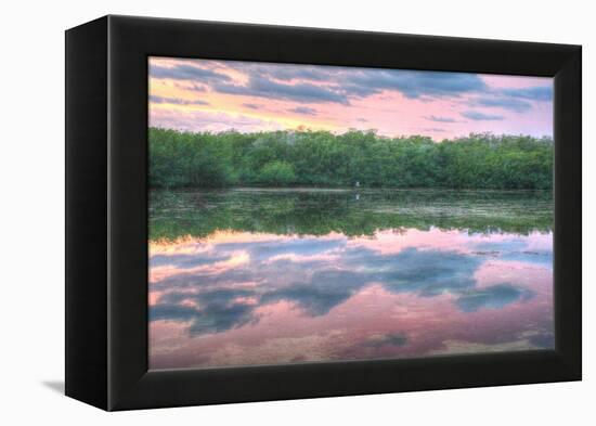 Heron and Mangroves-Robert Goldwitz-Framed Premier Image Canvas