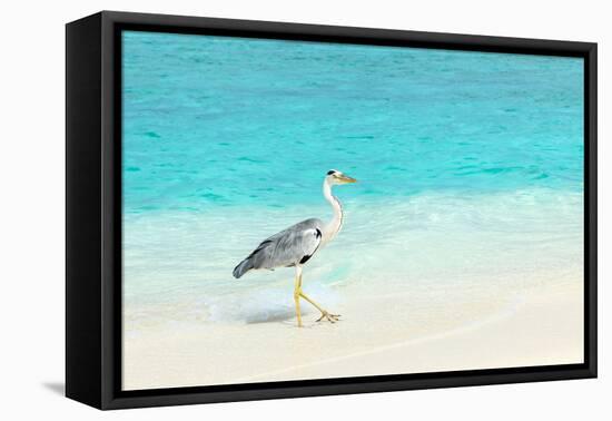 Heron at the Beach on Maldivian Island-haveseen-Framed Premier Image Canvas