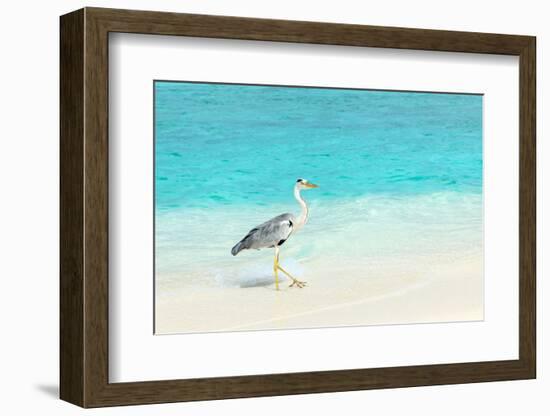 Heron at the Beach on Maldivian Island-haveseen-Framed Photographic Print