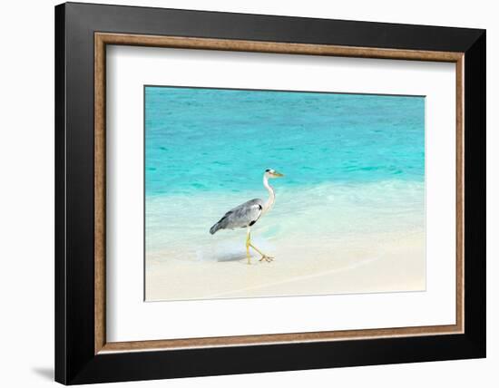 Heron at the Beach on Maldivian Island-haveseen-Framed Photographic Print