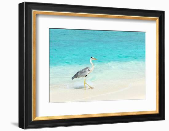 Heron at the Beach on Maldivian Island-haveseen-Framed Photographic Print