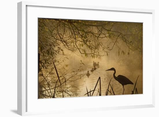 Heron Autumn Mist over Woodland Pond with Ducks-null-Framed Photographic Print