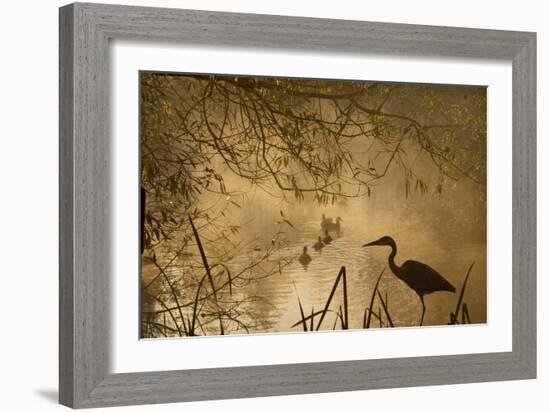 Heron Autumn Mist over Woodland Pond with Ducks-null-Framed Photographic Print