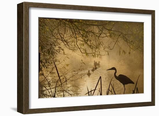 Heron Autumn Mist over Woodland Pond with Ducks-null-Framed Photographic Print
