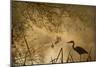 Heron Autumn Mist over Woodland Pond with Ducks-null-Mounted Photographic Print
