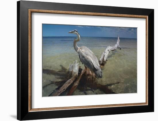 Heron Crossroad-Steve Hunziker-Framed Art Print