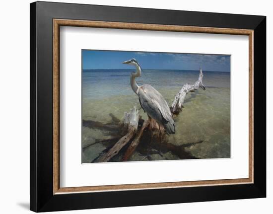 Heron Crossroad-Steve Hunziker-Framed Art Print