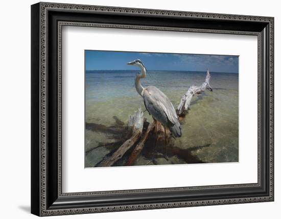 Heron Crossroad-Steve Hunziker-Framed Art Print