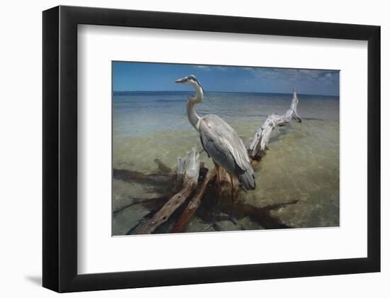 Heron Crossroad-Steve Hunziker-Framed Art Print