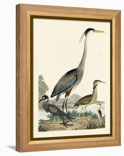 Heron Family I-A. Wilson-Framed Stretched Canvas