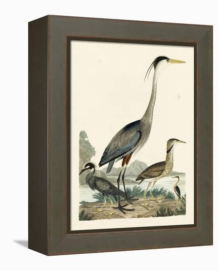 Heron Family I-A. Wilson-Framed Stretched Canvas