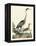 Heron Family I-A. Wilson-Framed Stretched Canvas