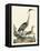 Heron Family I-A. Wilson-Framed Stretched Canvas