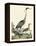 Heron Family I-A. Wilson-Framed Stretched Canvas