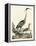 Heron Family I-A. Wilson-Framed Stretched Canvas