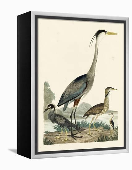 Heron Family I-A. Wilson-Framed Stretched Canvas