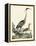 Heron Family I-A. Wilson-Framed Stretched Canvas