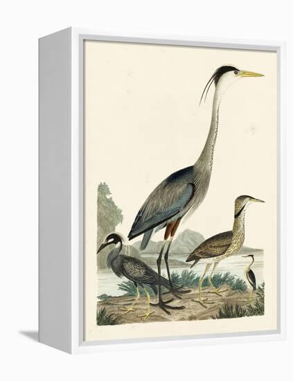 Heron Family I-A. Wilson-Framed Stretched Canvas