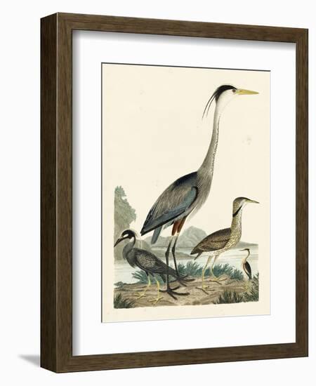Heron Family I-A. Wilson-Framed Art Print