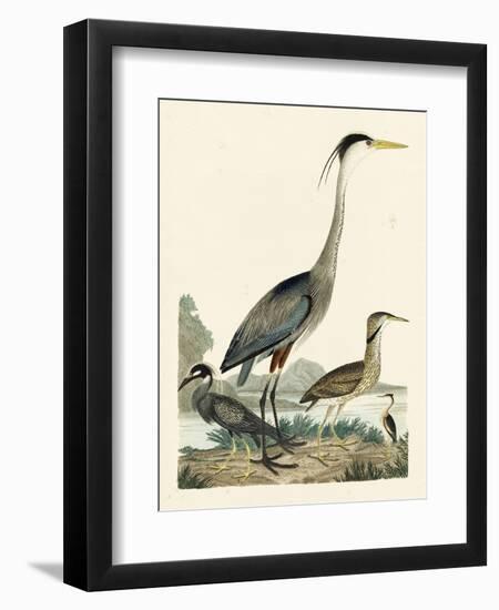 Heron Family I-A. Wilson-Framed Art Print