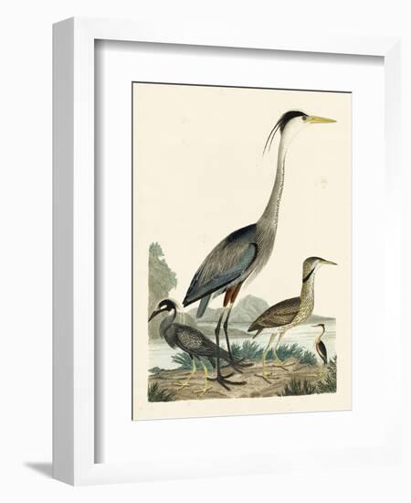 Heron Family I-A. Wilson-Framed Art Print