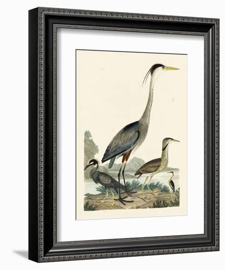 Heron Family I-A. Wilson-Framed Art Print