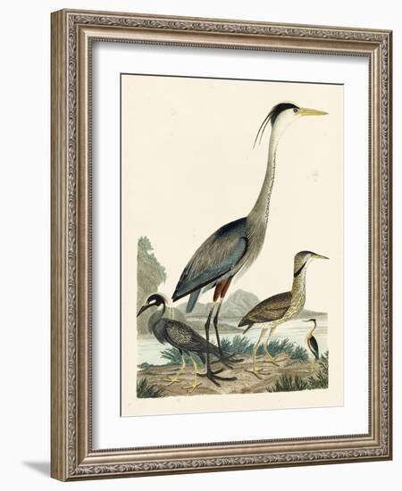 Heron Family I-A. Wilson-Framed Art Print