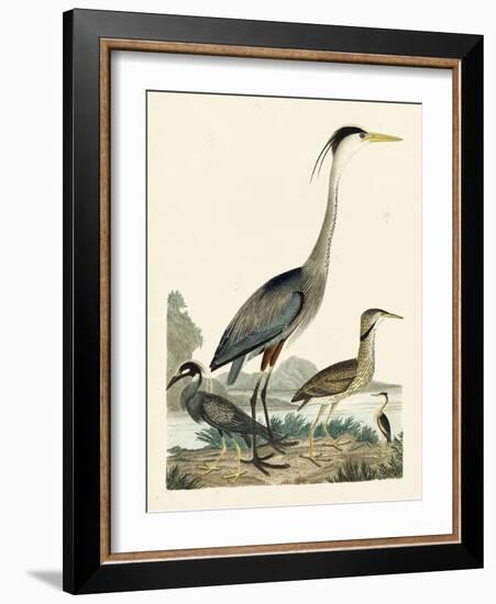 Heron Family I-A. Wilson-Framed Art Print