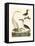 Heron Family II-A^ Wilson-Framed Stretched Canvas