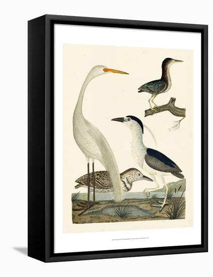 Heron Family II-A^ Wilson-Framed Stretched Canvas