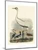 Heron Family III-A^ Wilson-Mounted Art Print