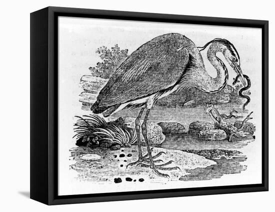 Heron, Illustration from 'A History of British Birds' by Thomas Bewick, First Published 1797-Thomas Bewick-Framed Premier Image Canvas