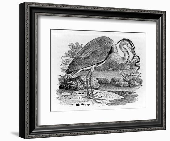 Heron, Illustration from 'A History of British Birds' by Thomas Bewick, First Published 1797-Thomas Bewick-Framed Giclee Print