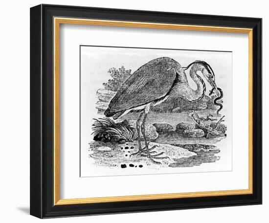 Heron, Illustration from 'A History of British Birds' by Thomas Bewick, First Published 1797-Thomas Bewick-Framed Giclee Print