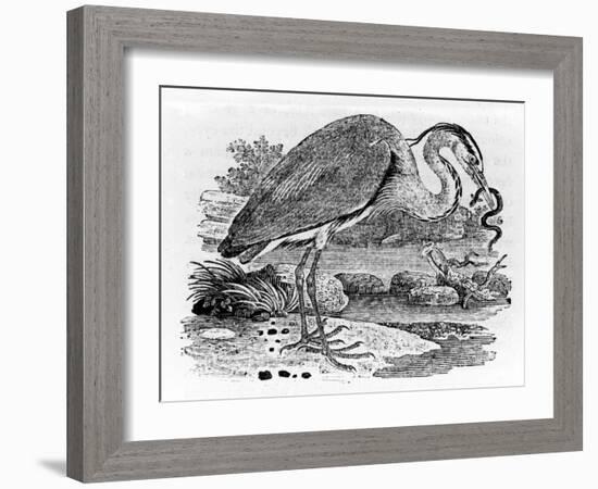 Heron, Illustration from 'A History of British Birds' by Thomas Bewick, First Published 1797-Thomas Bewick-Framed Giclee Print