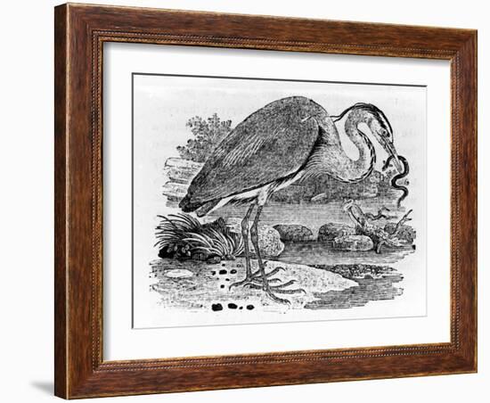 Heron, Illustration from 'A History of British Birds' by Thomas Bewick, First Published 1797-Thomas Bewick-Framed Giclee Print